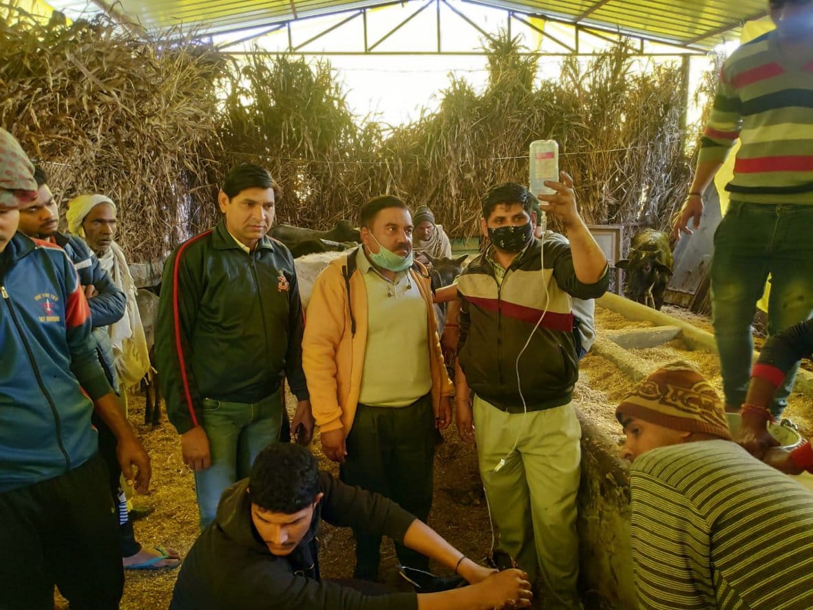 Animal Husbandry Department engaged in the treatment of cattle
