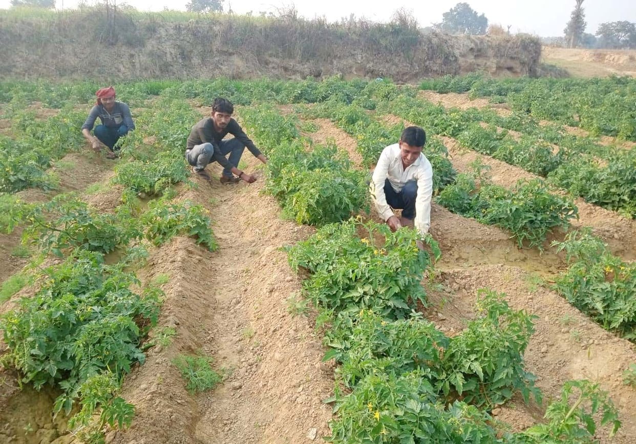 agriculture
