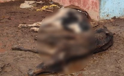 Conservation claims fail: Cattle dying in mud craving for food due to lack of budget in UP