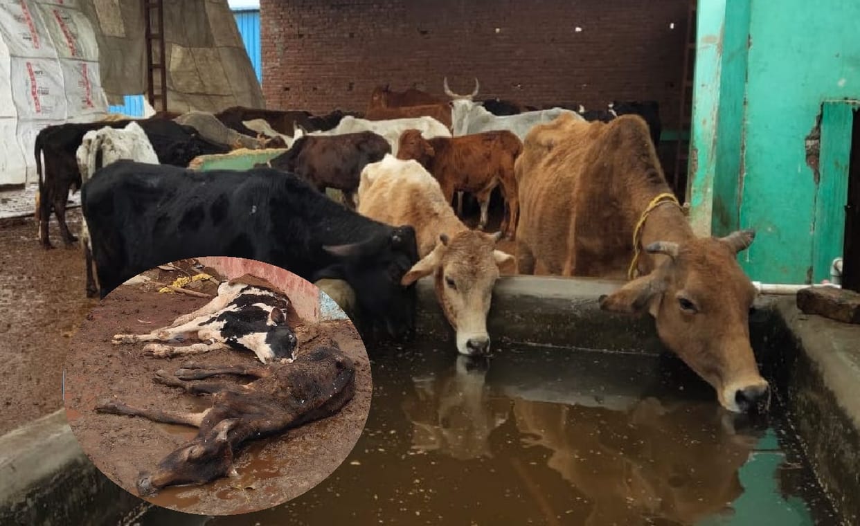 Conservation claims fail: Cattle dying in mud craving for food due to lack of budget in UP