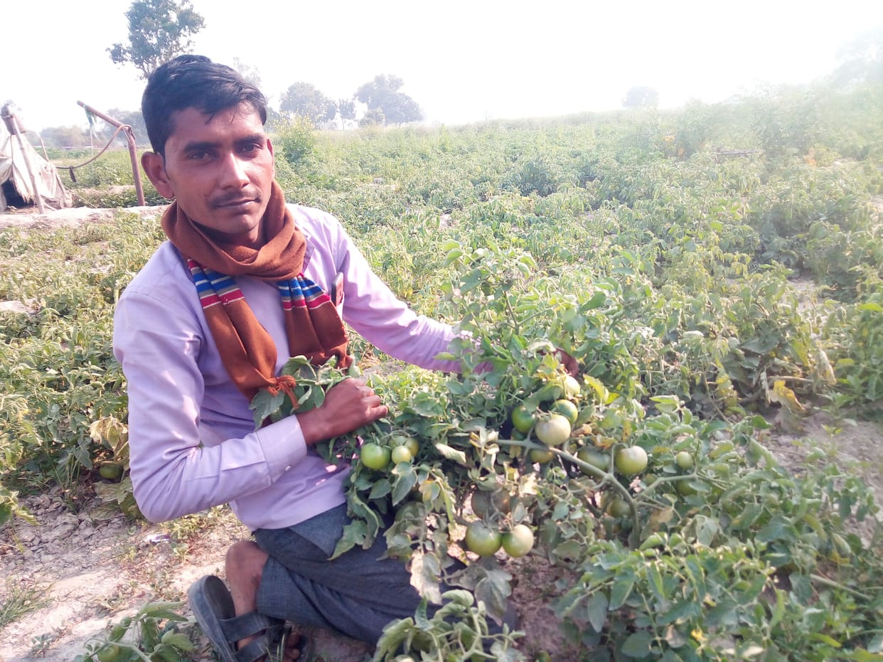 Tomato farming changed farmer's fortunes