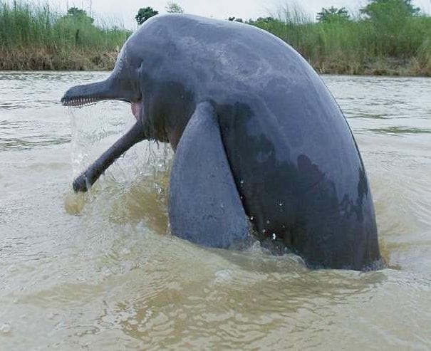 Dolphin protection