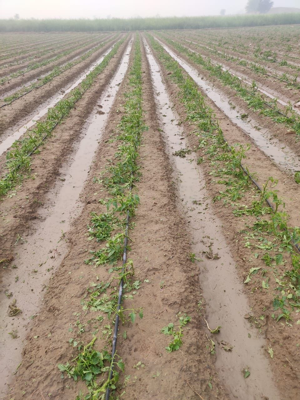 due to hailstrom many acre crops destroyed