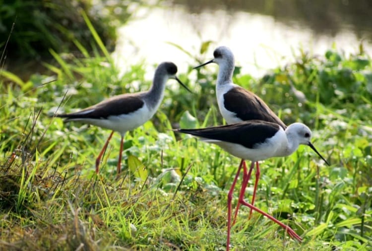 Wildlife Department monitor migratory birds in Pathankot