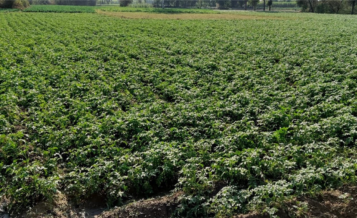 Jammu and Kashmir: Shortage of fresh potatoes in the market, bumper production of potatoes prepared in Bani