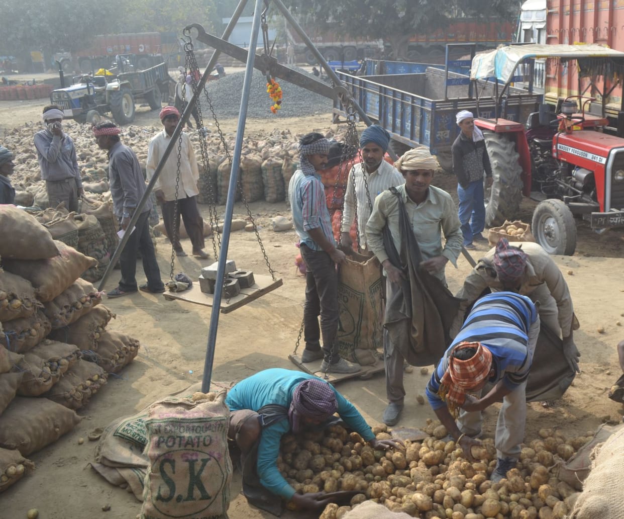 Potato farmers upset due to falling prices, tears tearing from increase in production