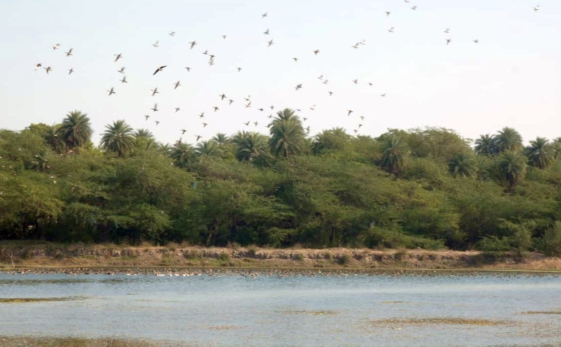 patna bird century