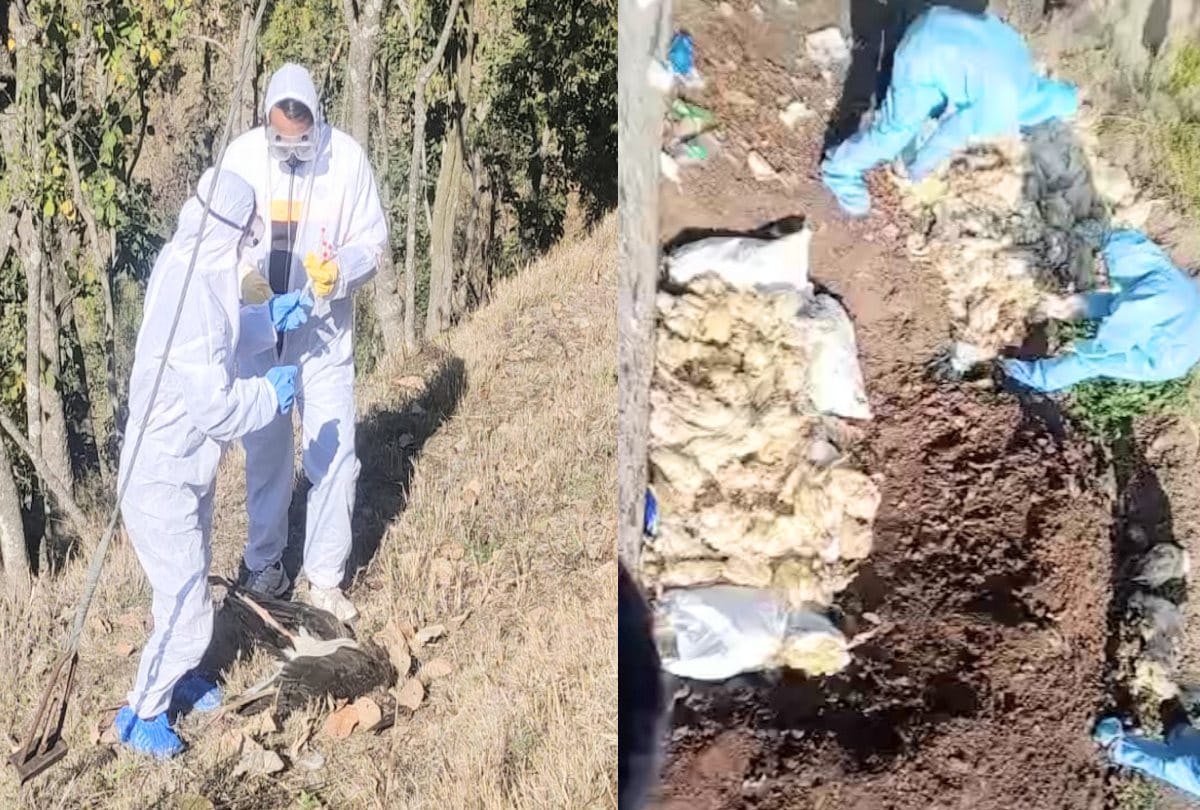 Hundreds of dead chickens found in Solan again, death of migratory birds in Sirmaur