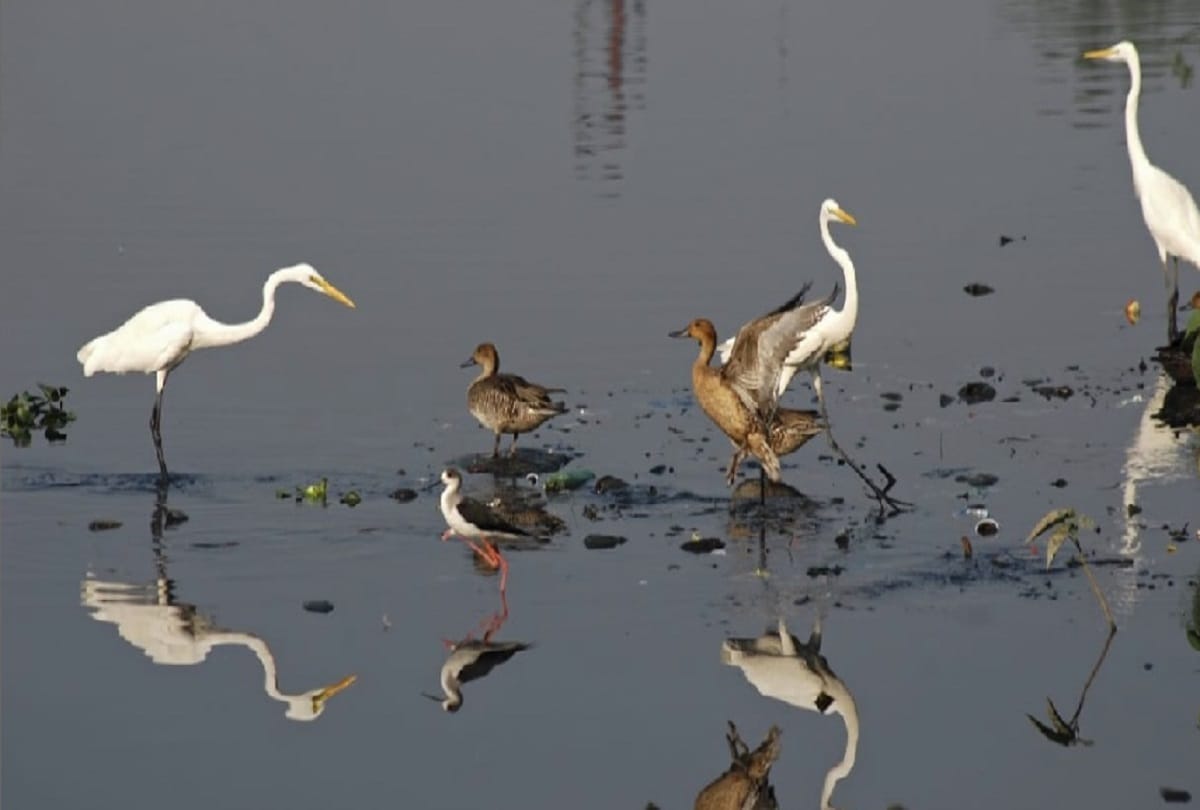 Strict observations imposed on birds in Dudhwa tiger reserve due to bird flu effect in parts of country