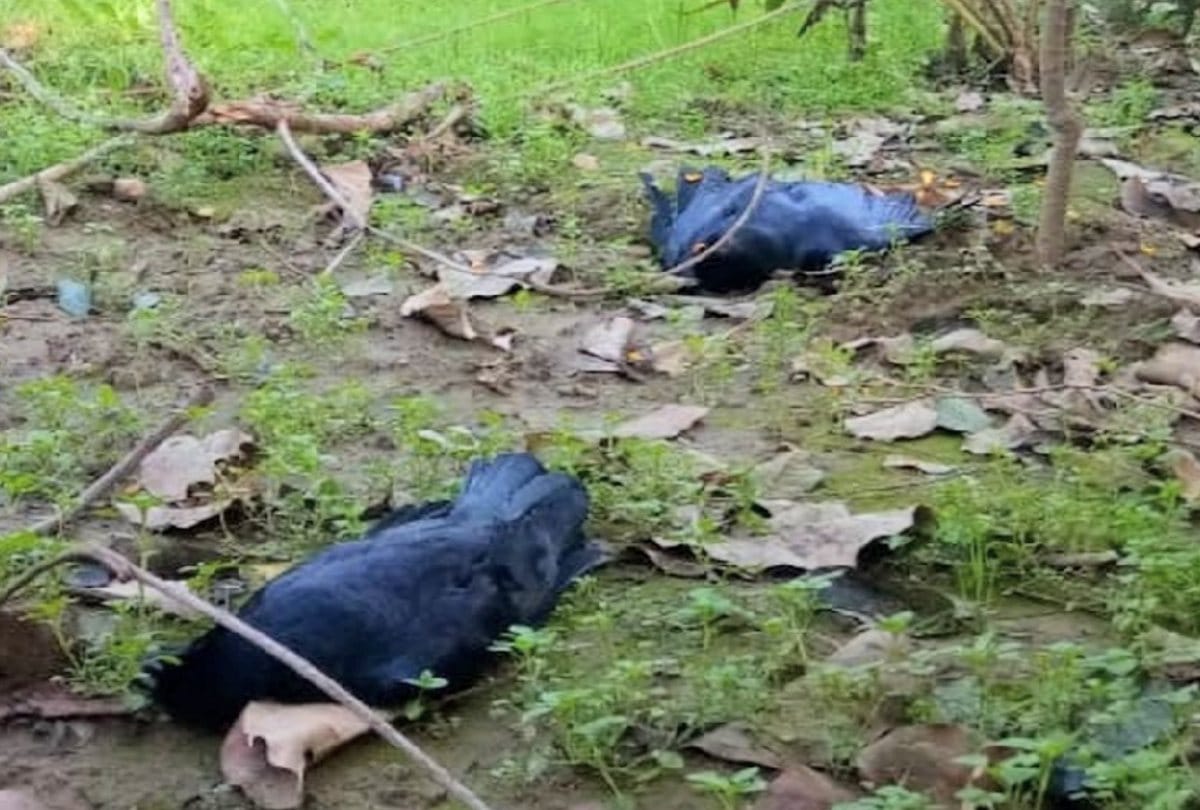 crows dying of bird flu are falling in Residential areas of kangra