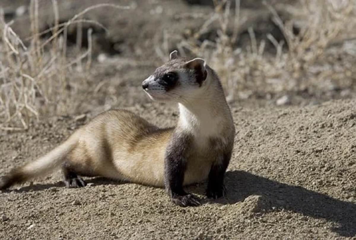 Coronavirus vaccine endangered black footed ferrets get experimental Covid 19 vaccine