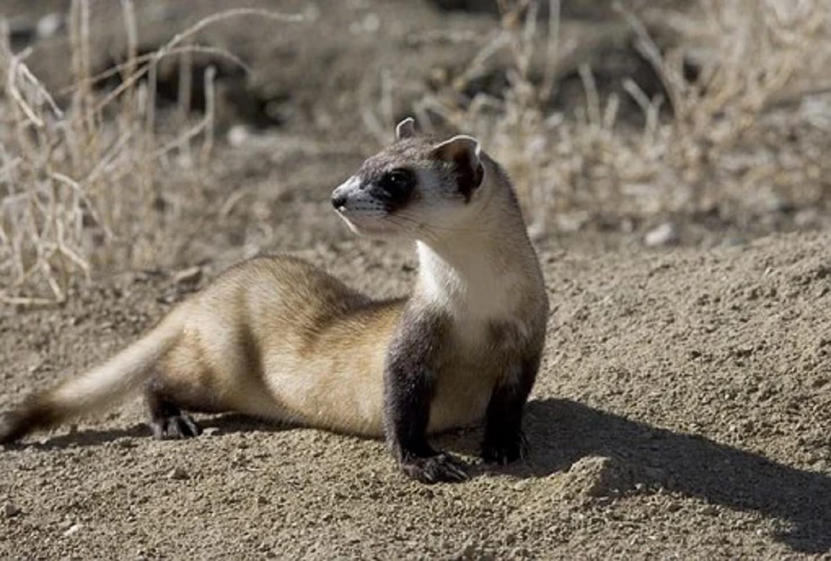 Coronavirus vaccine endangered black footed ferrets get experimental Covid 19 vaccine