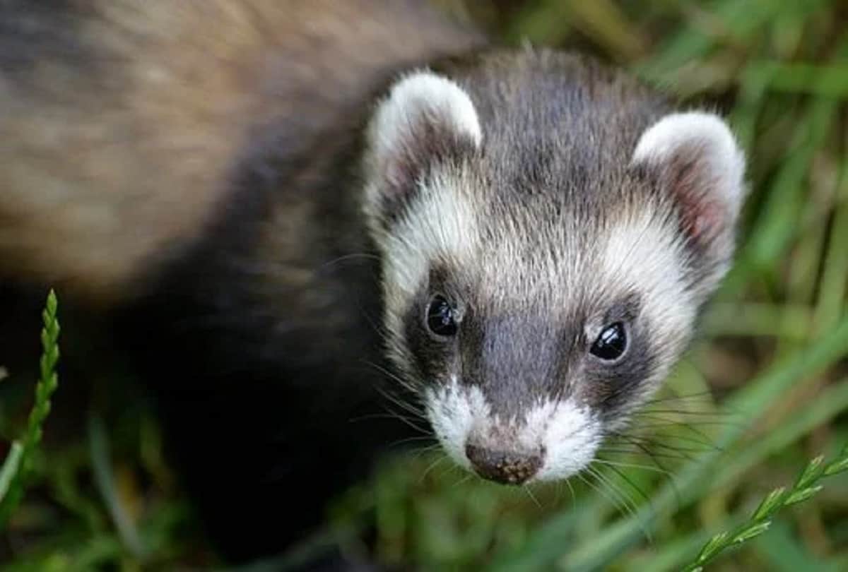 Coronavirus vaccine endangered black footed ferrets get experimental Covid 19 vaccine