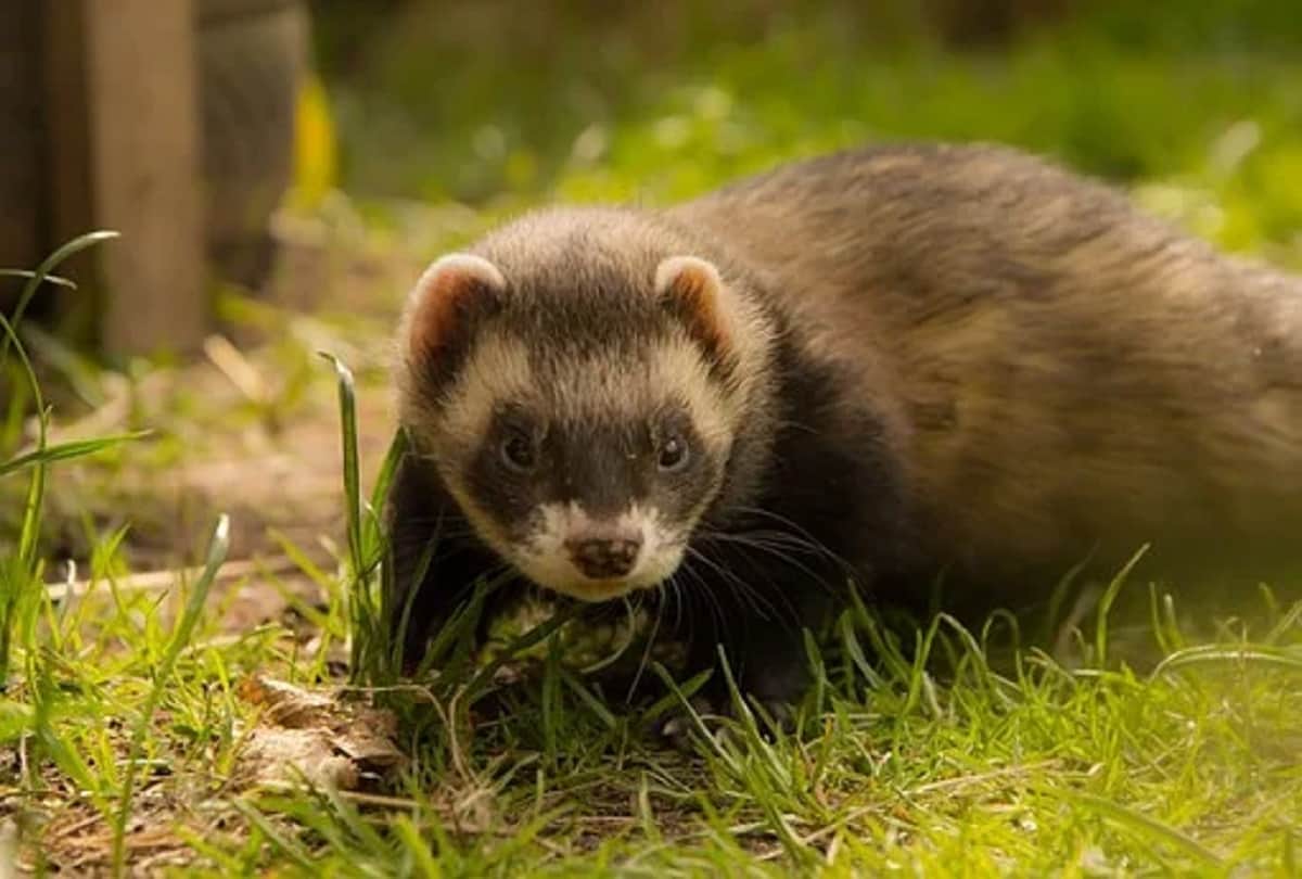Coronavirus vaccine endangered black footed ferrets get experimental Covid 19 vaccine