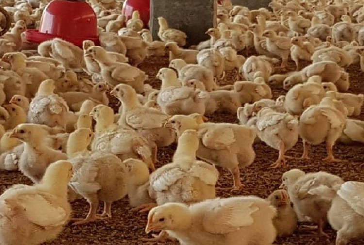 Chicken Prices fall in Delhi market, Poultry industry affected In Jind