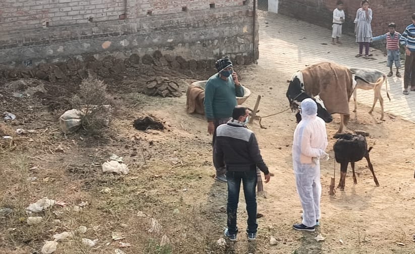 Team arrived due to fear of bird flu, sample investigation of dead crows sent to Bhopal