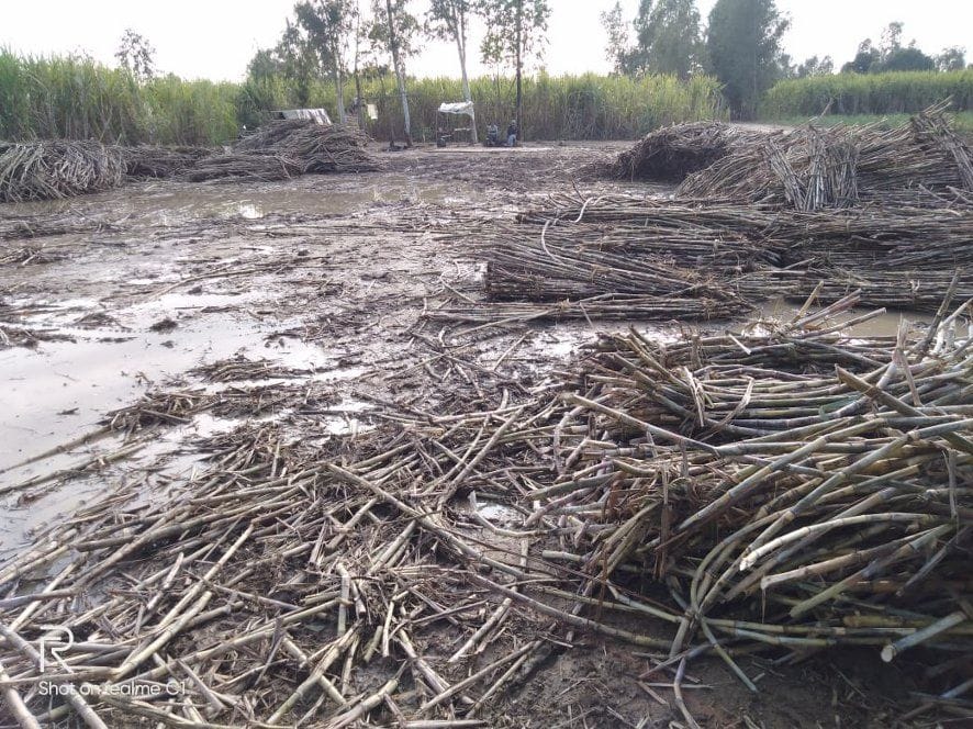 Weighing affected by filling of water at sugarcane purchasing centers
