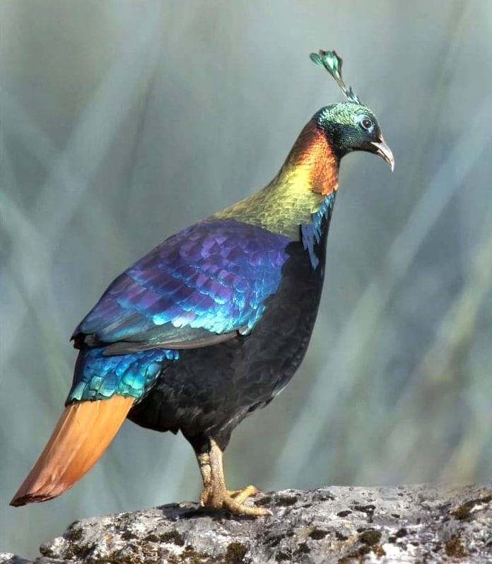 Himalayan Birds in Munsyari