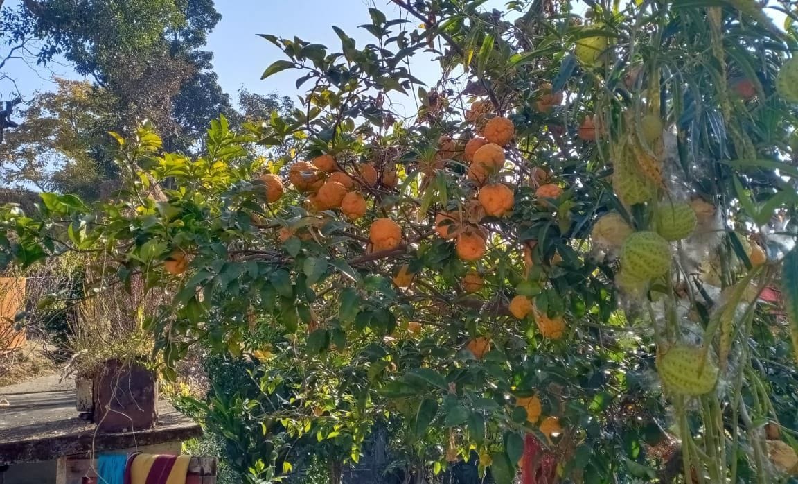Jamir Fruit in Pithauragarh
