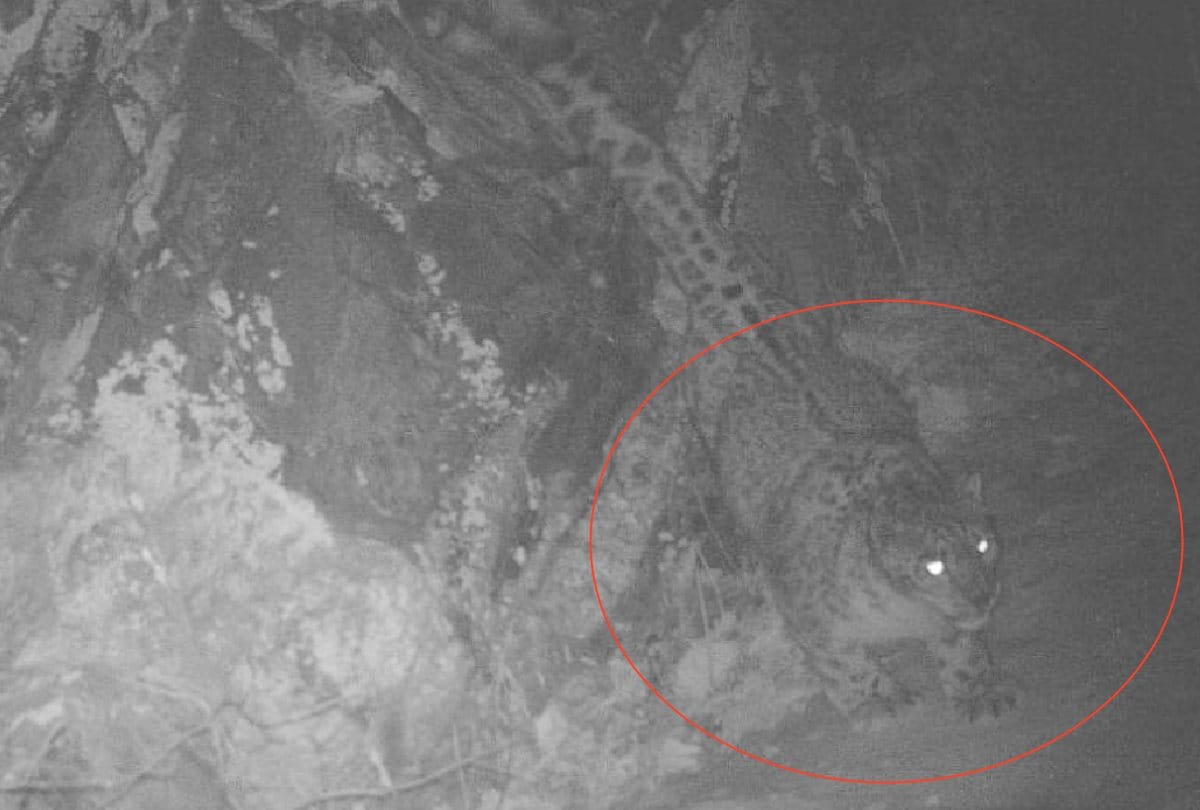 73 snow leopards found in Himachal, first count