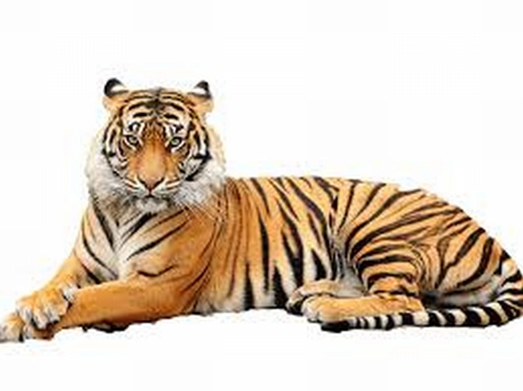 Wild Animals