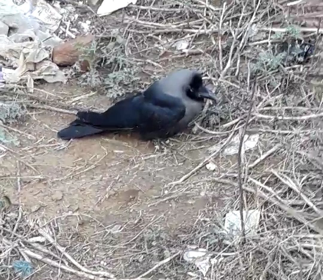 Flying crow falls to the ground, video viral