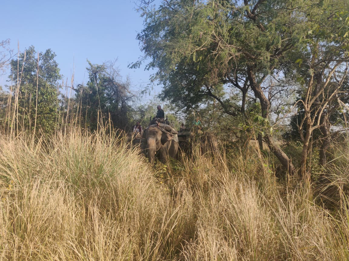 Wild Animals