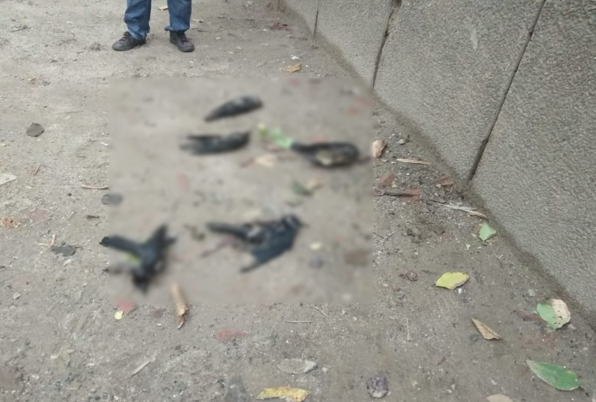 Bihar Bird Flu News : crows and pigeons dead after poultry in Muzaffarpur people in panic
