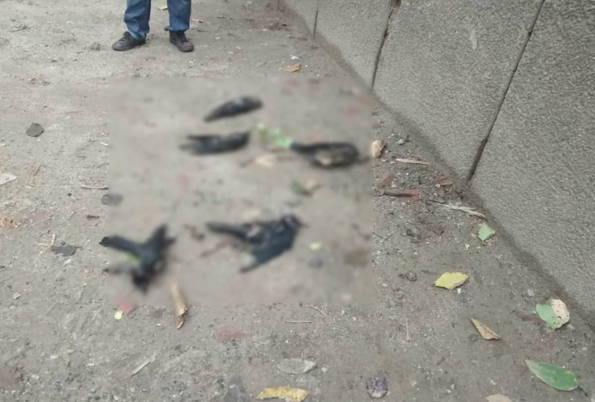 bird flu in uttarakhand news : bird flu infection found in kotdwar, many crow died