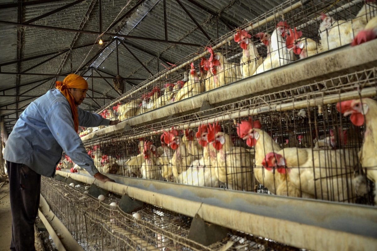 Black fungus infection can spread from chickens to humans, fact check
