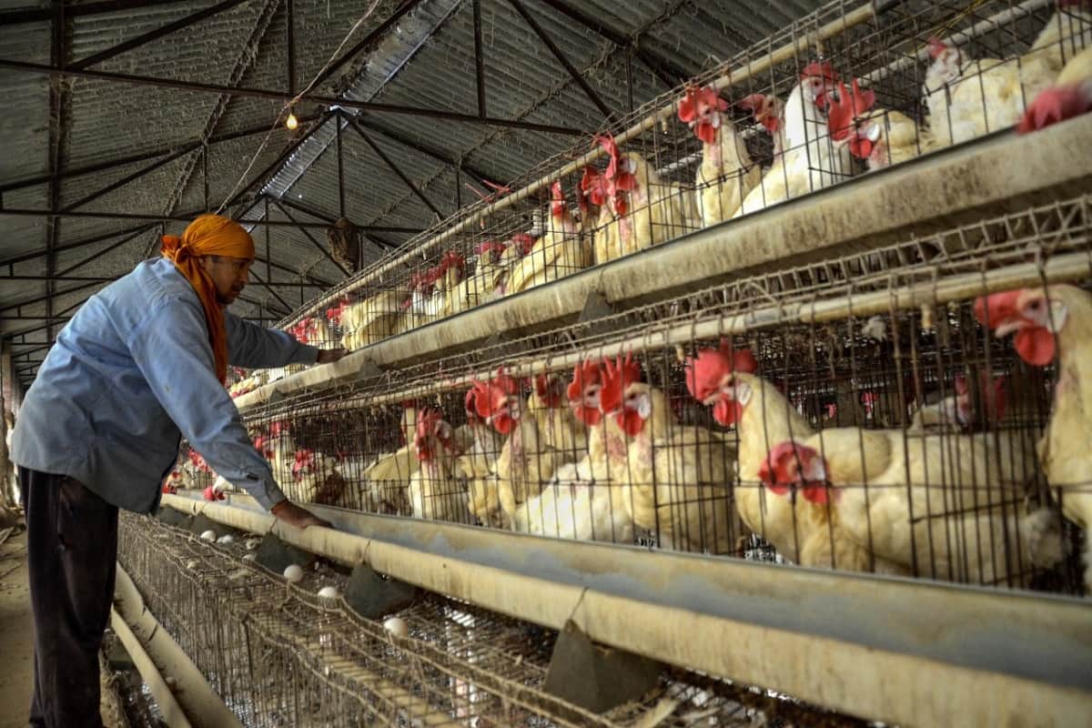 bird flu in uttarakhand news : people scared of bird flu, reached hospital with same symptoms