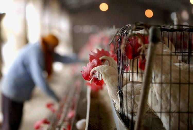 Punjab bans import of poultry amid bird flu outbreak in Many States