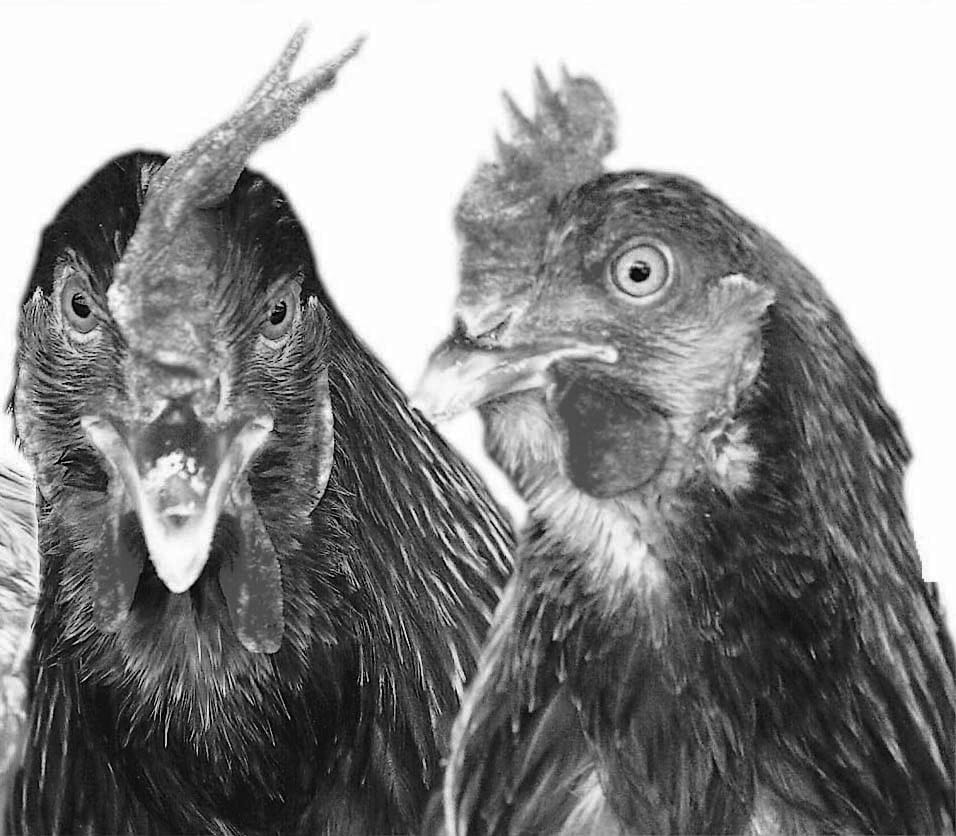 bird flu
