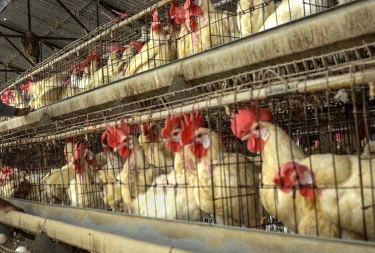 Samples Of Birds of five states and three union territories will be tested in Jalandhar