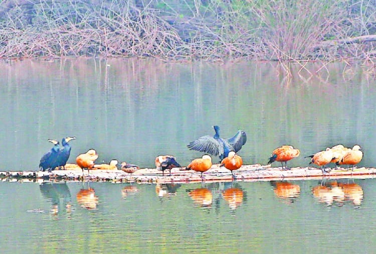 Chandigarh News in Hindi: Four more birds found dead in Chandigarh