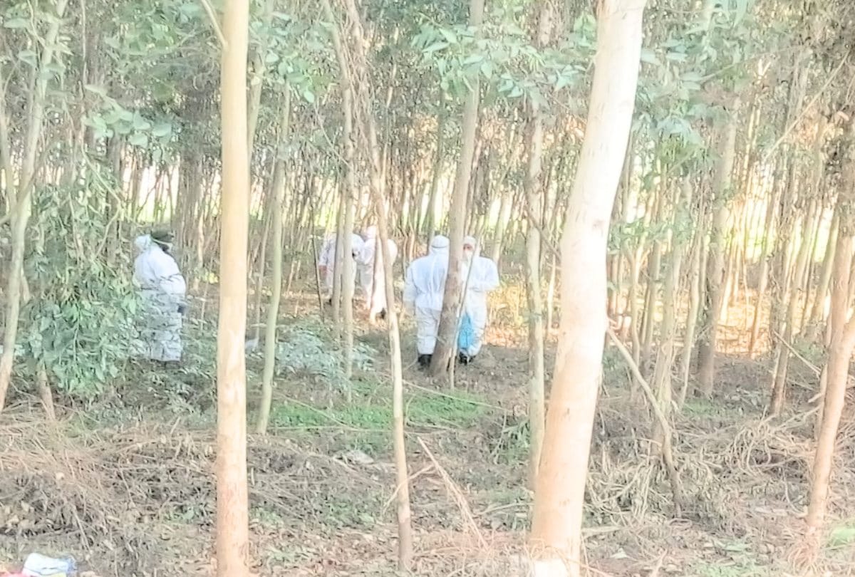 Bird Flu: Dozens of dead crows found in Paonta Himachal, samples send for investigation