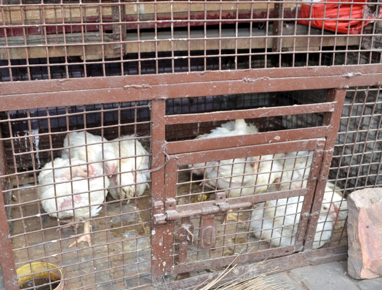 bird flu