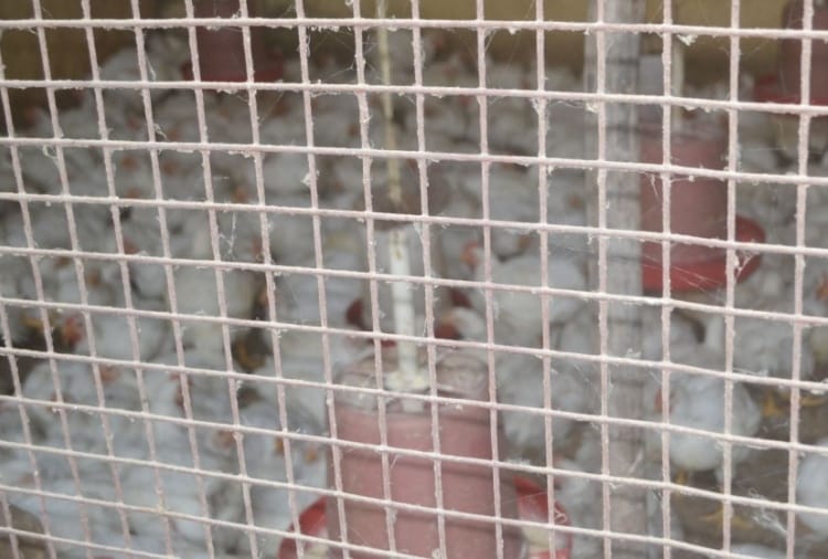 Haryana News in Hindi: Broiler Chicken Price fall in Haryana amid bird flu threat