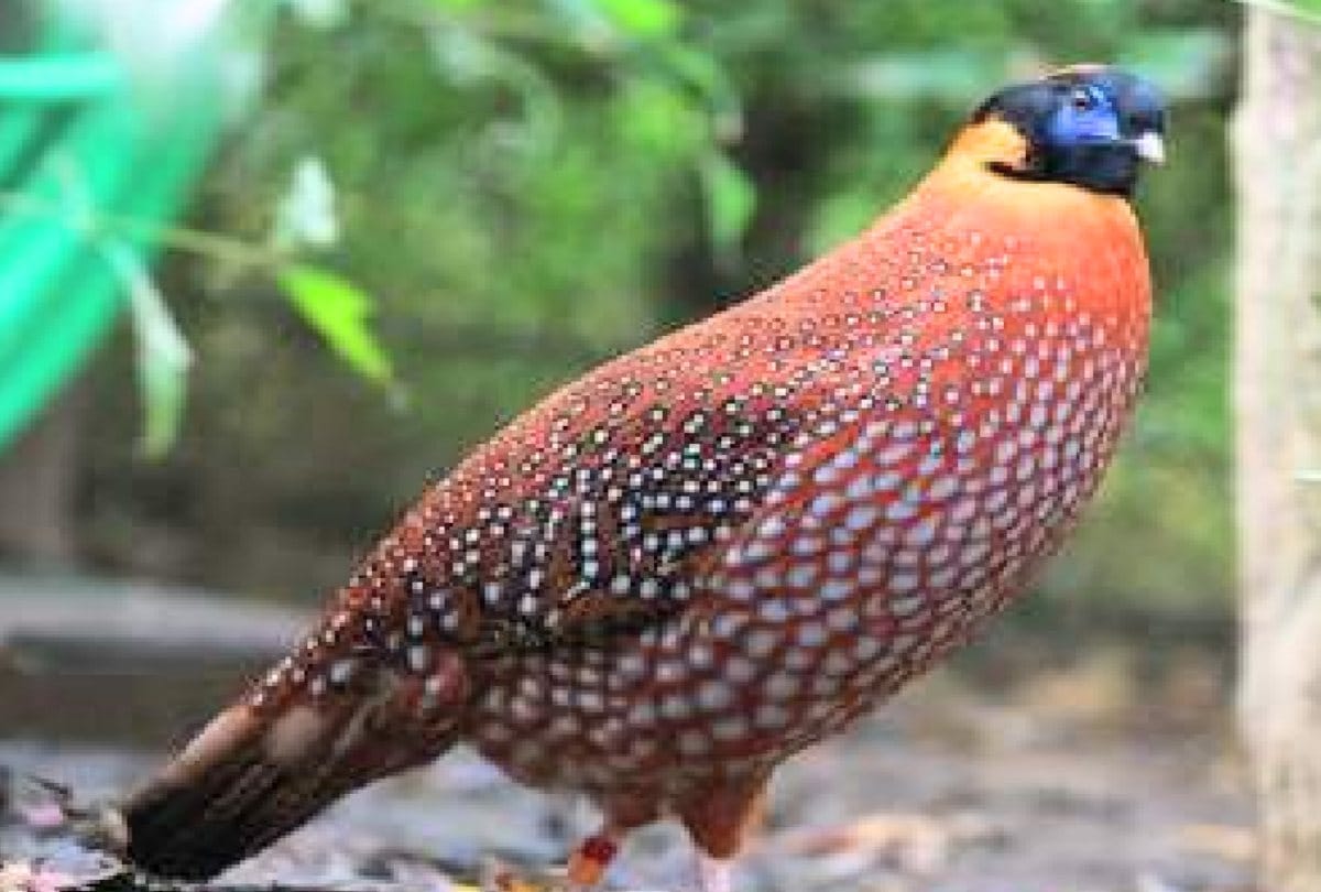 jajurana and Monal' will be seen at Rewalsar Zoo himachal