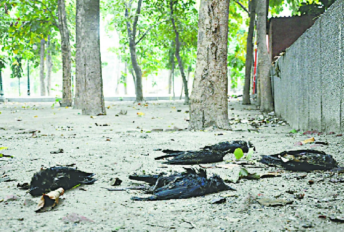 bird flu in delhi 20 crows found dead in Mayur Vihar park