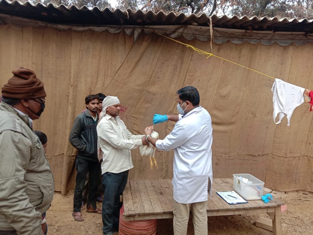 taken 80 bird flue samples in district