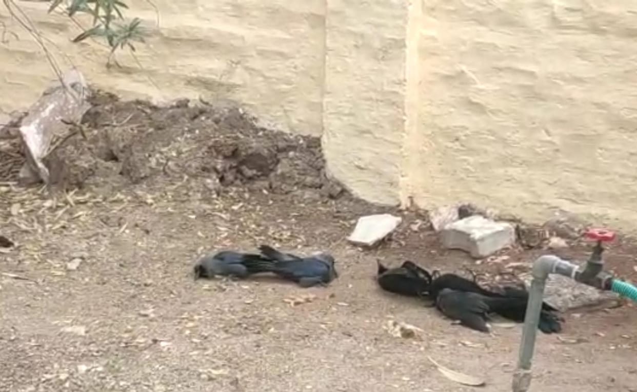 Birds flue entry in jhansi more than 10 crow dead