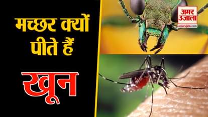 scientists revealed why mosquito bites