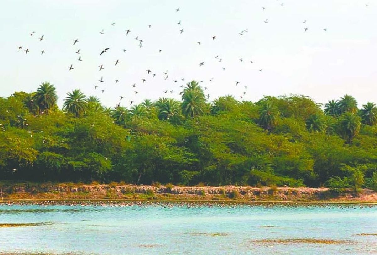 No Bird Flu In Patna Bird Sanctuary Eath News