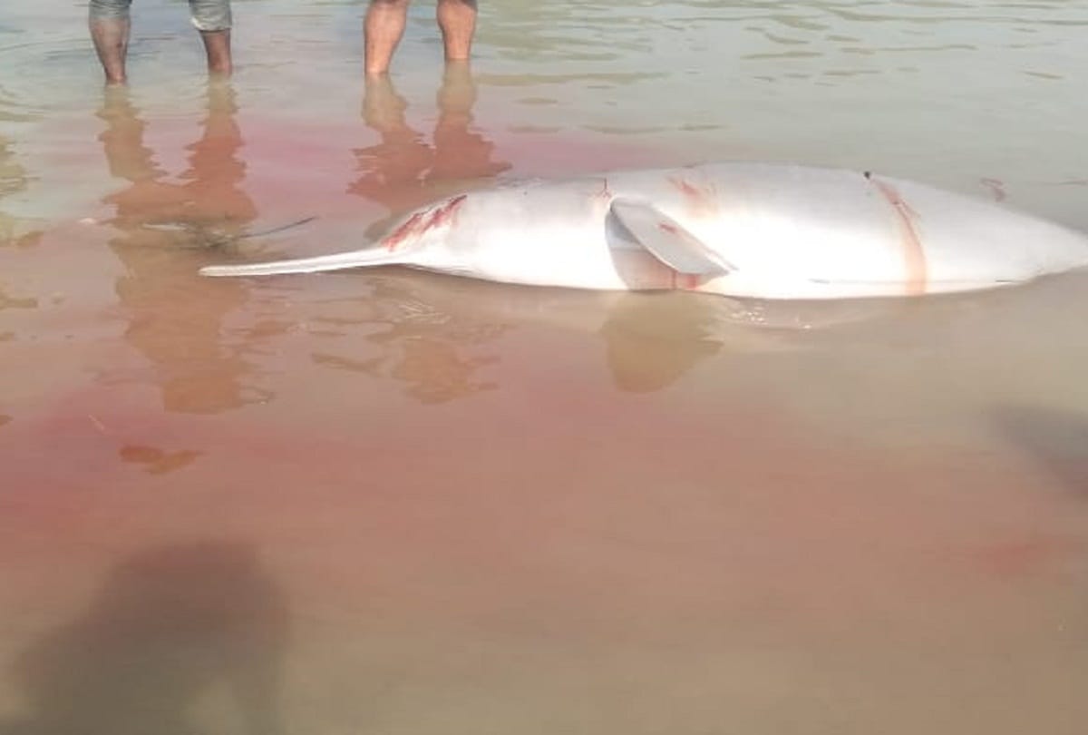 Police sent the accused to kill the dolphin