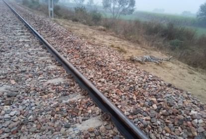 Hathras News: ट्रेन की चपेट में आने से दिव्यांग युवती की मौत, दिमागी परेशान थी ट्रेन की चपेट में आने से मौत