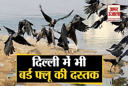 BIRD FLU SCARE OVER 100 CROWS DEAD IN DELHI’S MAYUR VIHAR