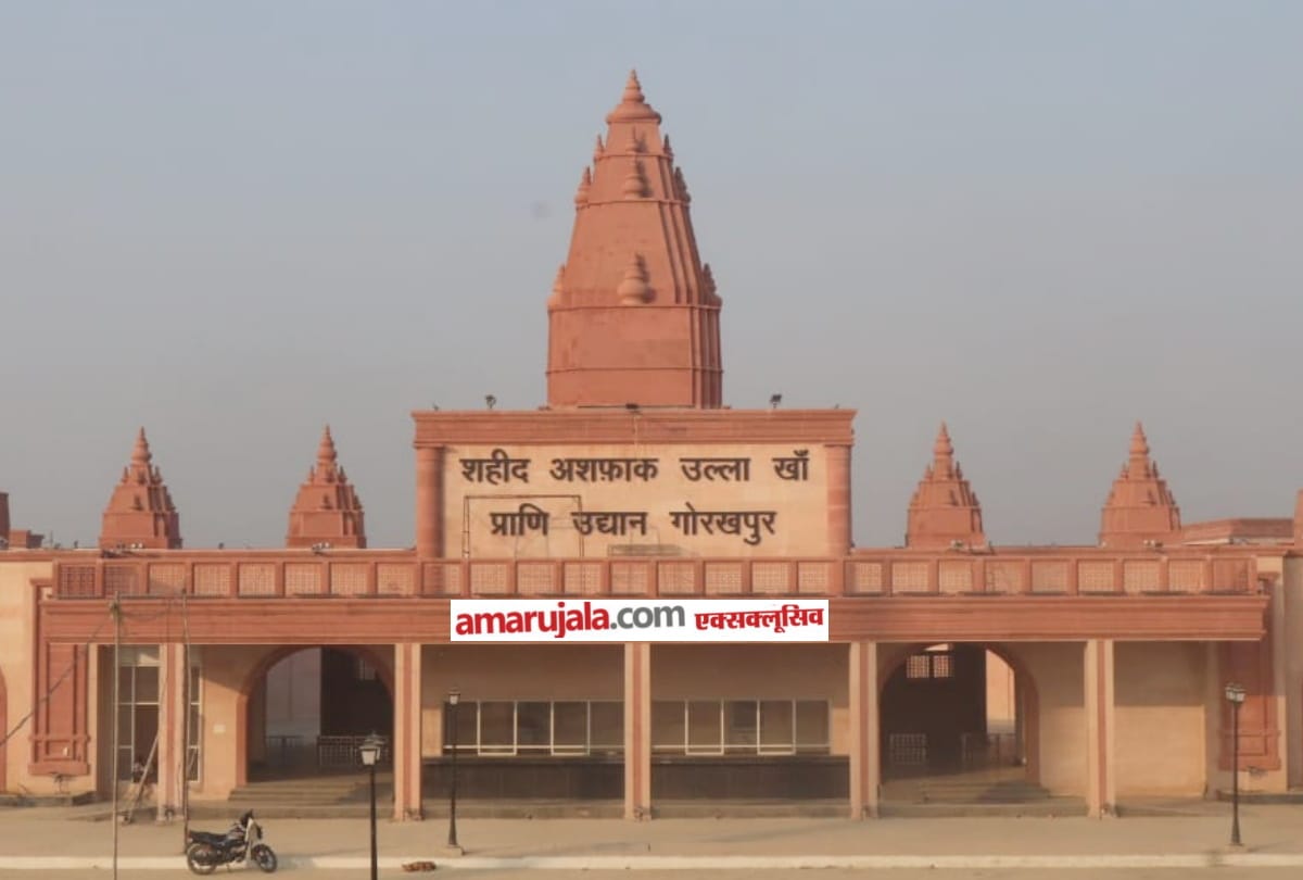Monkey died of disease in Gorakhpur Zoological Park