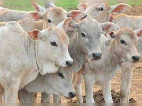 Artificial insemination will see work, cattle owners will get reward