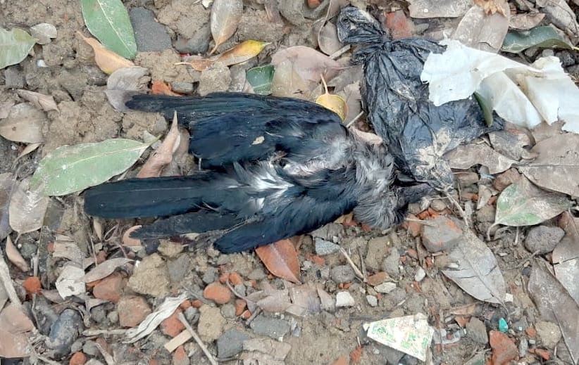 Three crows found dead again in Raja's Tajpur